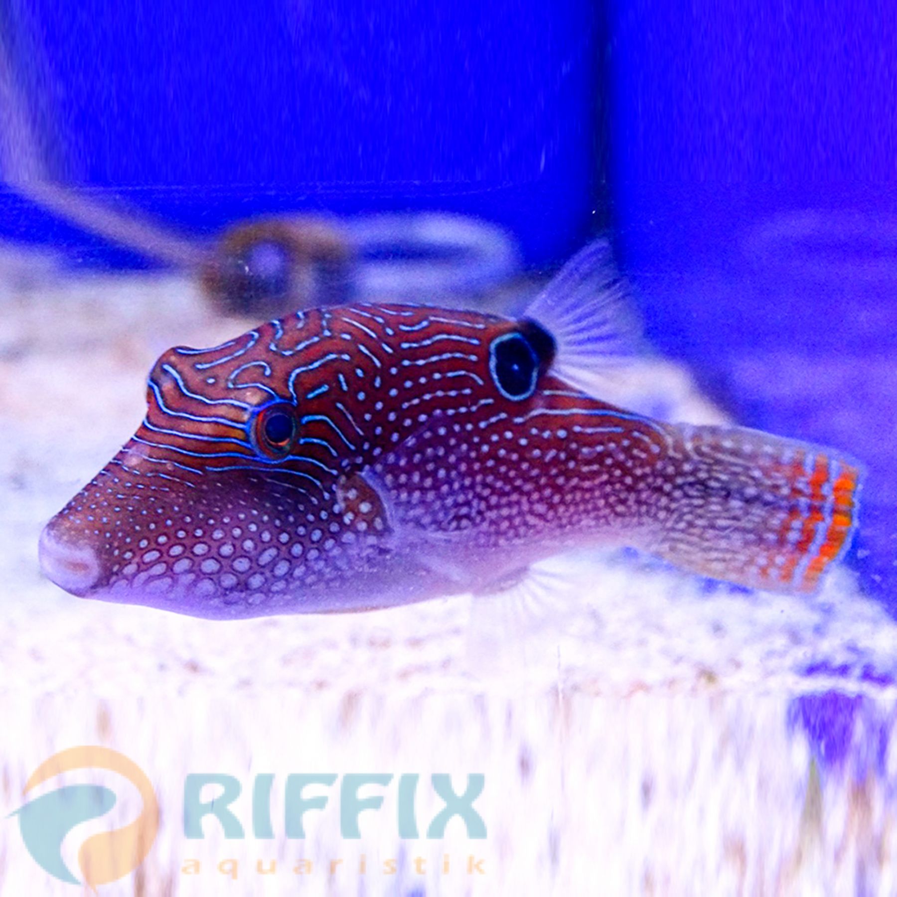 Canthigaster margaritata Spitzkopf- oder Perlen-Kugelfisch